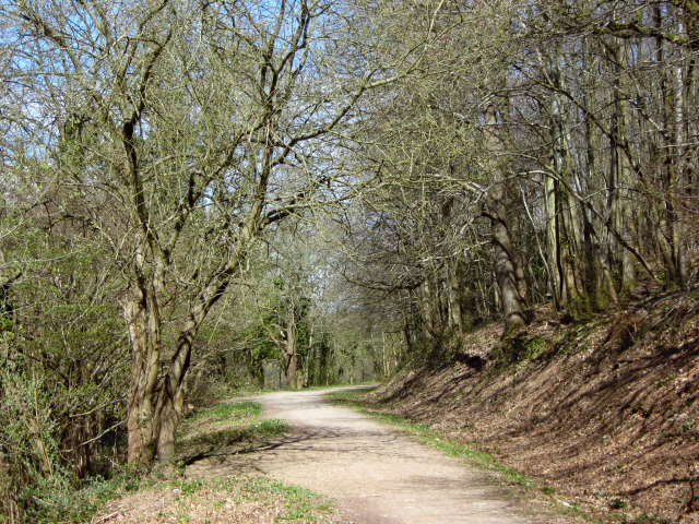 Path through King's Cliff Wood, North Petherton