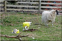 NG4248 : Well dressed lambs by John Allan