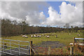 Sheep grazing near Drefach