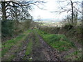 Blackdown Hills : Countryside Track