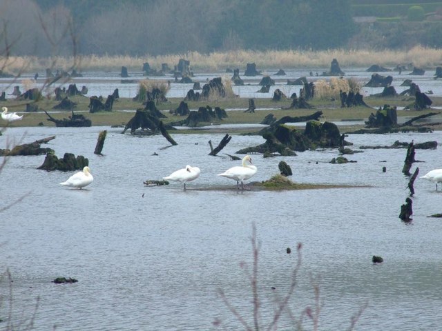 Swans on the Gearagh