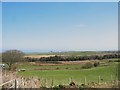 View across pasture land towards the wetland flat east of Mynachdy