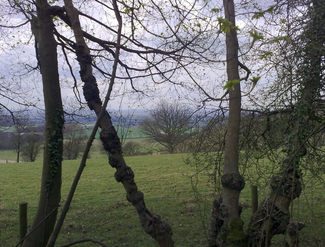 View from Cowleaze Wood