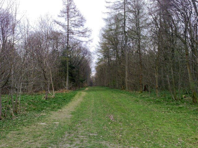 Woodland Track, Cowleaze Wood