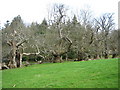 Line of very old trees