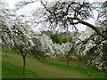 Damson Orchard nr. Bowling Green Farm