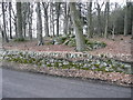 Rocks among the trees