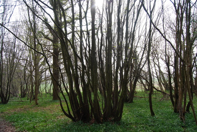 Coppiced trees, Newbridge Wood