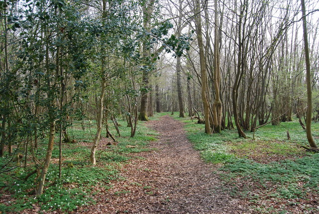 Bridleway through Newbridge Wood