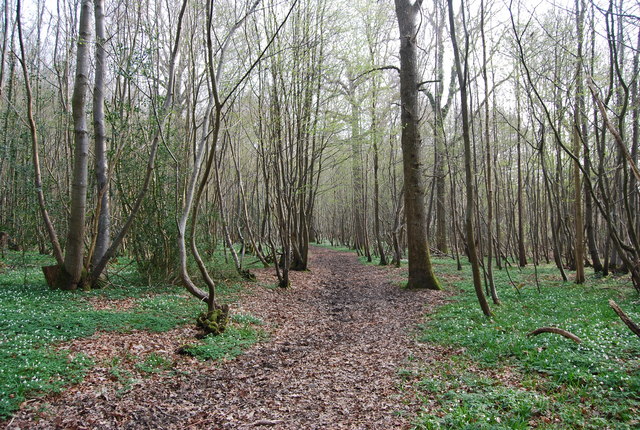 Bridleway through Newbridge Wood (2)