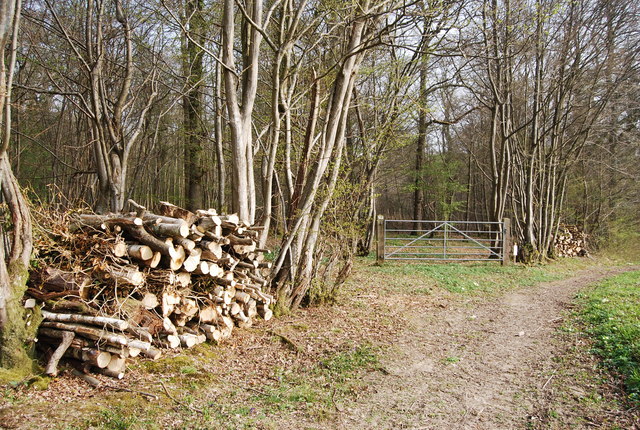 Log Pile by bridleway, Newbridge Wood