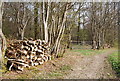 TQ6426 : Log Pile by bridleway, Newbridge Wood by N Chadwick