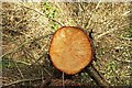 Felled tree, Castlewellan Forest Park