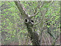 Tree with eyes