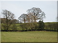 The Vallum west of Planetrees