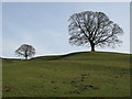 Pastures and trees west of Planetrees