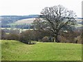 The Vallum west of Planetrees Farm (2)