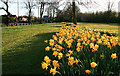 Daffodils in the Evening Sun