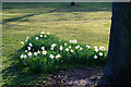 White Daffodils