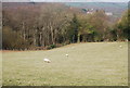 Sheep Grazing off Swife Lane