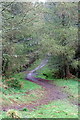 Track in Craig Phadrig Forest