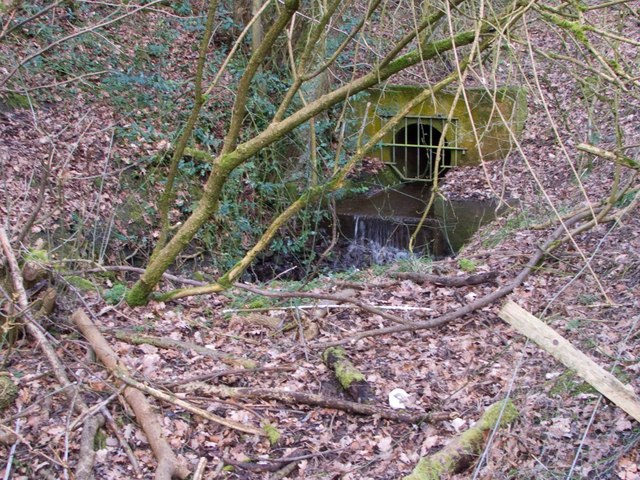 Source of the Wesley Brook