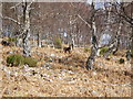 NH3214 : Sika Deer in woodland above Dundreggan Lodge by Sarah McGuire