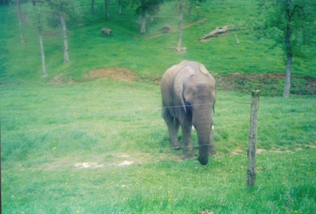 longleat safari park elephants