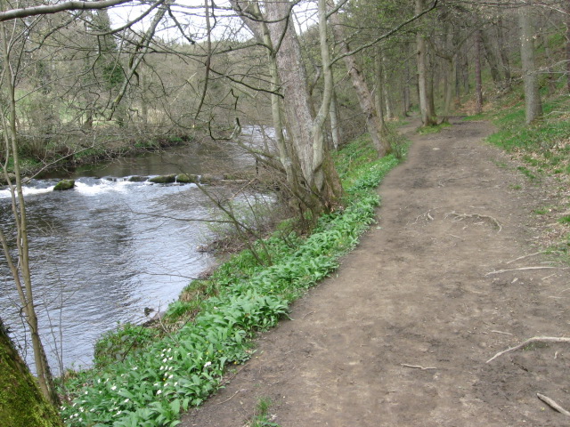 River Derwent at Coppice Wood