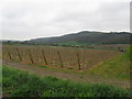 Vineyard east of Bignor