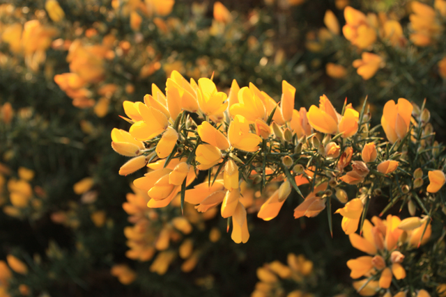 Gorse flowers on the westwood