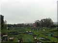 Allotments, Northchurch