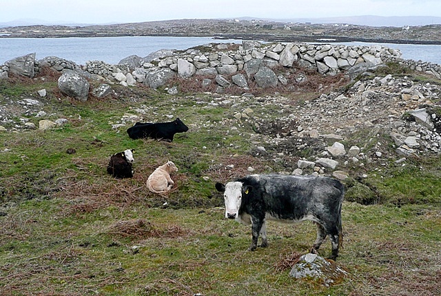 Pasture at Cuan an Mhuillin... © Graham Horn cc-by-sa/2.0 :: Geograph ...