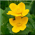 Marsh marigolds (Caltha palustris), Lydiard Park, Swindon