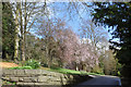 Spring blossom at Cyfarthfa Castle