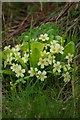 Primroses