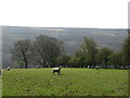 Daleside pastures, Colsterdale