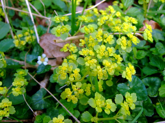 Opposite-leaved golden saxifrage... © ceridwen :: Geograph Britain and ...