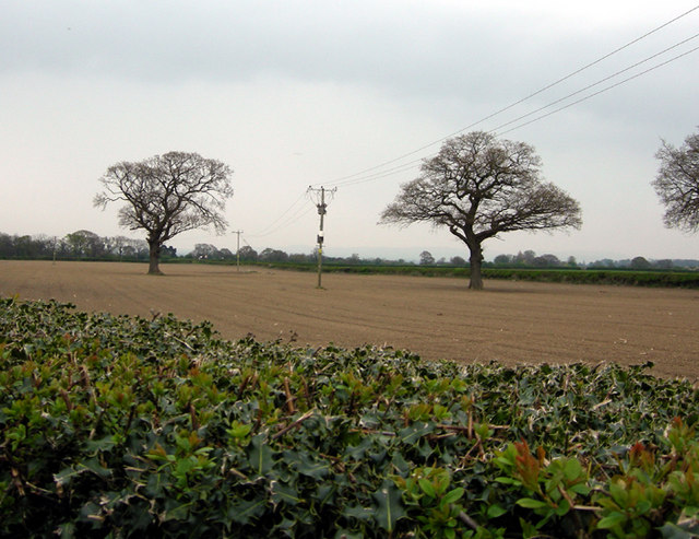 Bare trees and fields