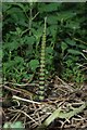 Equisetum arvense