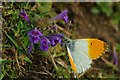 Orange Tip