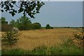 Stanford Phragmites