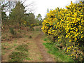 TG0942 : Gorse flowering beside path by Evelyn Simak