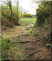 TG0942 : Narrow path through Kelling Heath by Evelyn Simak