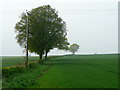 Arable field in spring