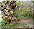 A mighty old oak