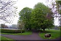 Avenue of horse chestnut trees in Florence Park