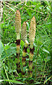 Common horsetail (Equisetum arvense )