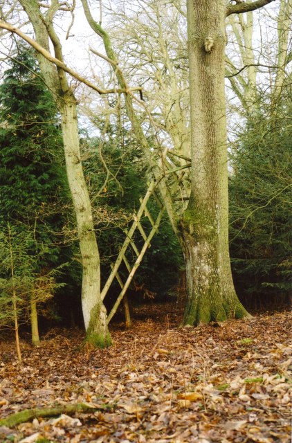 Dilapidated Hunter's High Seat - Bussock Wood