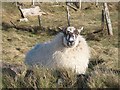 Shawbost sheep